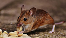 24 Hour & Emergency Exterminators in Salladasburg, PA